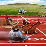 snail race